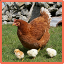 Hen Memory Game