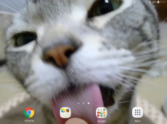 Kitty Licks Screen screenshot 11