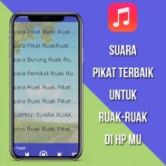 Suara Pemikat Ruak Ruak Ampuh screenshot 1