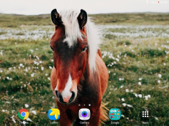 Horses Video Live Wallpaper screenshot 11