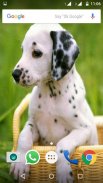 Dalmatian Dog HD Image screenshot 5