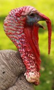 Turkey Wallpaper screenshot 6