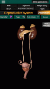 Inneren Organe 3D (Anatomie) screenshot 9