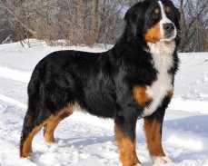 Bernese Mountain Dogs Wallpap screenshot 5