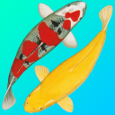 Koi Catalog