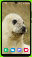 Harp Seal Wallpaper HD screenshot 12