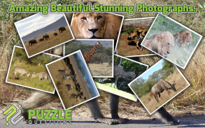 Free Africa Animal Puzzle Game screenshot 1