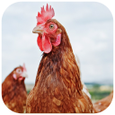 Farmer Friendly poultry app Icon