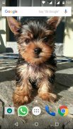 Yorkshire Terrier Dog Wallpape screenshot 4