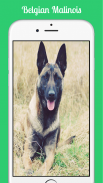 Belgian Malinois screenshot 6