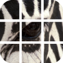 Zebras Puzzle