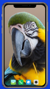 Parrot Wallpaper HD screenshot 6