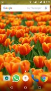 Tulips Flowers Wallpapers HD screenshot 7