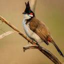 Red-whiskered bulbul