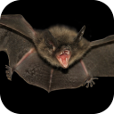 Bat. Nature Wallpapers Icon