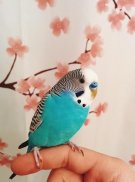 Appp.io - Suoni Parakeet screenshot 0