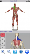 Visual Anatomy Lite screenshot 10