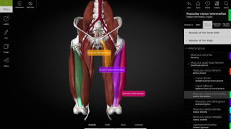 Anatomyka - 3D Anatomy Atlas screenshot 7