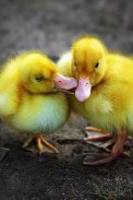 Cute Baby Animals Pictures screenshot 2