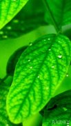 Green Wallpaper 4K, Green Shades background screenshot 1