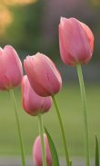 HD Pink Tulips Live Wallpaper screenshot 1