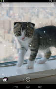 Scottish Fold Cat LWP screenshot 6