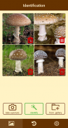 Fungus - Identification of fungi screenshot 4