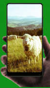 Sheep Wallpaper screenshot 0