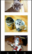 Funny Cats Pictures screenshot 1