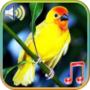 Uccelli suoni e suonerie Icon