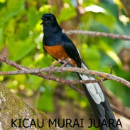 Kicau Murai Juara screenshot 2