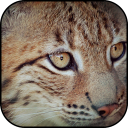 Lynx wallpapers Icon