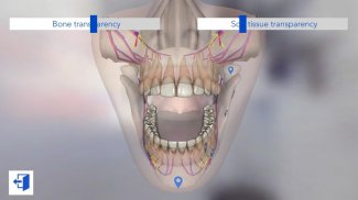 Dental Simulator screenshot 2