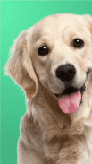 Dogtime Community - Dogs for everyone screenshot 3