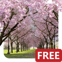 Spring Cherry Blossom Live Wallpaper FREE Icon