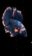 Betta Fish Live Wallpaper FREE screenshot 3