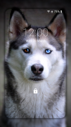 Husky dog Wallpaper HD Themes screenshot 1