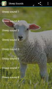 Sheep Sounds screenshot 0