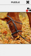 Horse Slide Puzzle screenshot 7