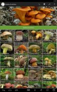 Ciupercomania - mushroom guide screenshot 7