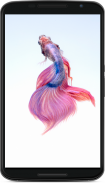 Betta Fish Wallpaper screenshot 0