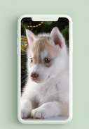 Husky Puppies Wallpaper HD screenshot 4