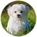 Puppy Suoni