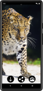 Leopard Wallpapers screenshot 3