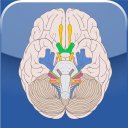 Cranial Nerves