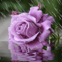 Rainy Purple Flower LWP