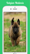 Belgian Malinois screenshot 0