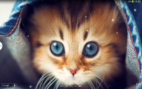 القطط لطيفه خلفية متحركة screenshot 8