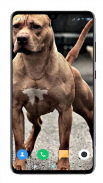 Pitbull Dog Wallpaper HD screenshot 8