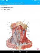 Anatomy Atlas, USMLE, Clinical screenshot 7